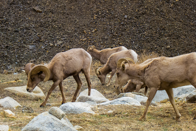 Illustration for article titled Found: California’s Lost Bighorn Sheep